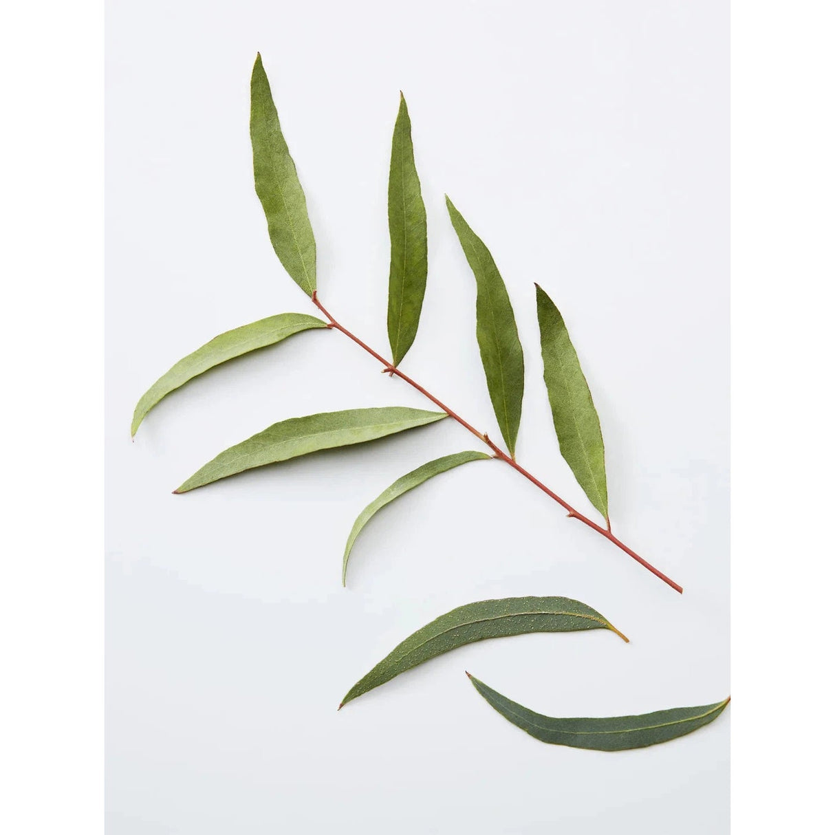 3-in-1 Chamomile + Pine-American Crew