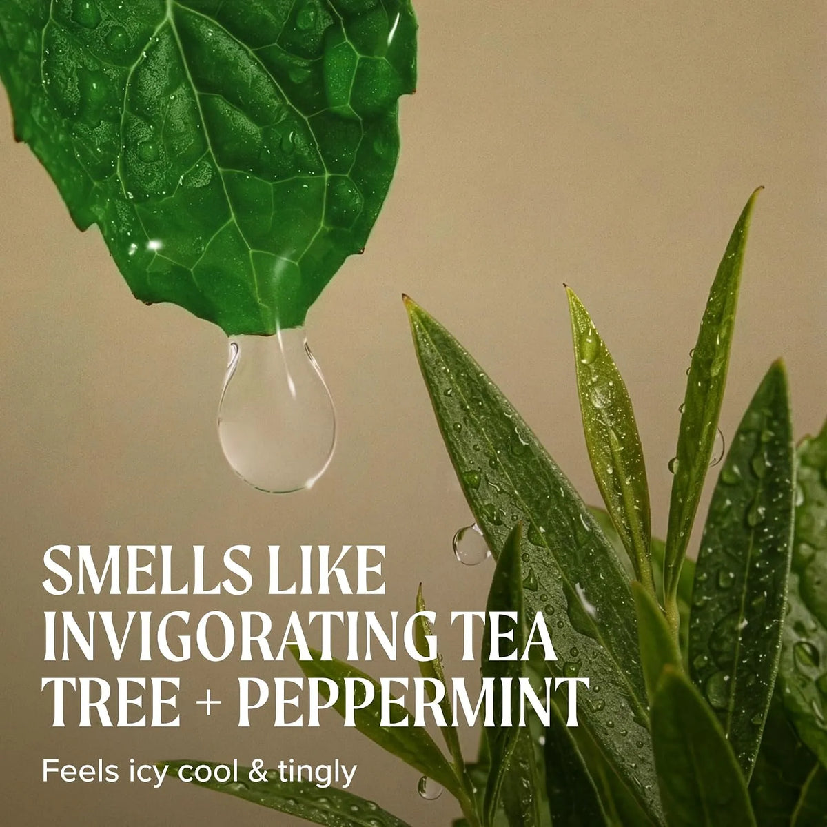Tea Tree Special Conditioner-Paul Mitchell